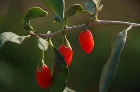 frutti-lycium-barbarum