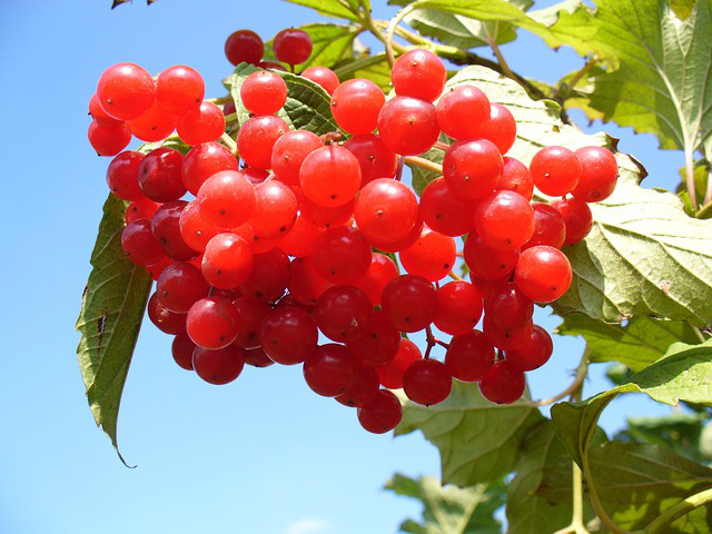 cranberrry-mirtillo-pianta