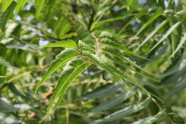 neem-pianta