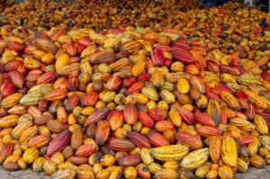 semi-cacao-criollo