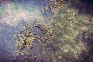 alghe-per-dimagrire-velocemente